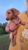 Tiki - cream longhair girl, a female Miniature Dachshund for sale in Doswell, VA – 6 of 10