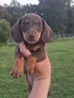 Snickerdoodle, a female Miniature Dachshund for sale in Doswell, VA – 5 of 6