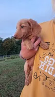 Tiki - cream longhair girl, a female Miniature Dachshund for sale in Doswell, VA – 5 of 10