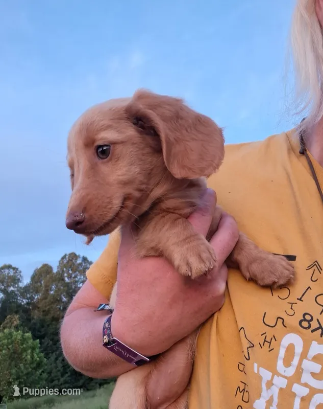 Tiki - cream longhair girl – Miniature Dachshund puppy for sale in Doswell, VA