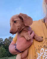 Tiki - cream longhair girl, a female Miniature Dachshund for sale in Doswell, VA – 1 of 10