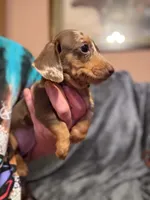 Coco, a female Miniature Dachshund for sale in Doswell, VA – 2 of 7