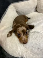 Coco, a female Miniature Dachshund for sale in Doswell, VA – 7 of 7