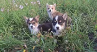 Chanel, a female Pembroke Welsh Corgi for sale in Doswell, VA – 2 of 5