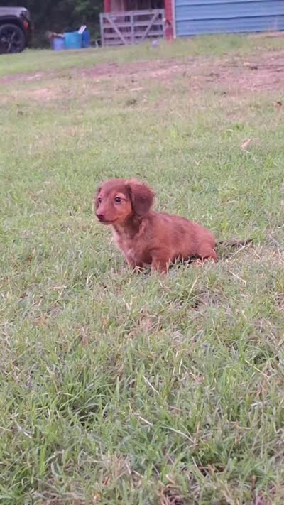 Kendall , a female Miniature Dachshund for sale in Doswell, VA – 7 of 8
