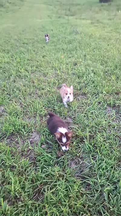 Chanel, a female Pembroke Welsh Corgi for sale in Doswell, VA – 4 of 5