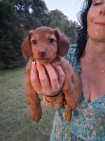Kendall , a female Miniature Dachshund for sale in Doswell, VA – 3 of 8