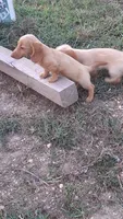 Tiki - cream longhair girl, a female Miniature Dachshund for sale in Doswell, VA – 8 of 10