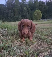Kitkat - chocolate longhair boy, a male Miniature Dachshund for sale in Doswell, VA – 4 of 6