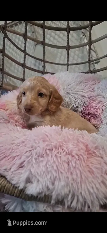 Marshall – Miniature Dachshund puppy for sale in Doswell, VA