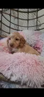 Marshall, a male Miniature Dachshund for sale in Doswell, VA – 1 of 2