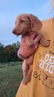 Tiki - cream longhair girl, a female Miniature Dachshund for sale in Doswell, VA – 2 of 10