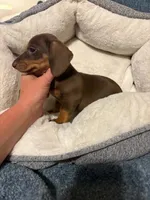 Snickers, a female Miniature Dachshund for sale in Doswell, VA – 5 of 6