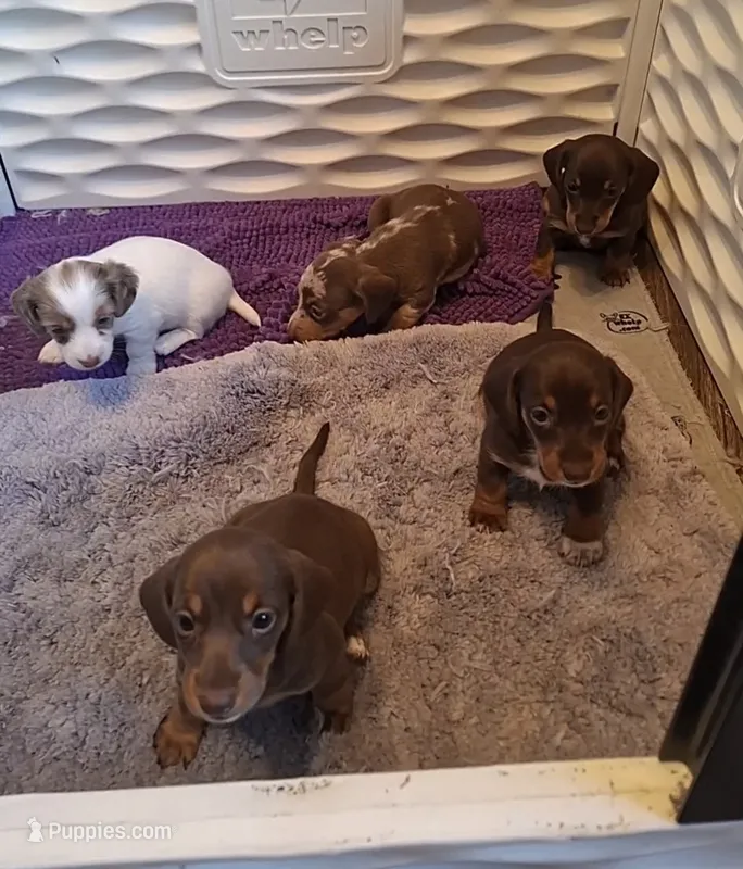 Coco – Miniature Dachshund puppy for sale in Doswell, VA