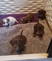 Coco, a female Miniature Dachshund for sale in Doswell, VA – 1 of 3