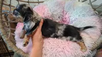 Maxwell, a male Miniature Dachshund for sale in Doswell, VA – 5 of 8