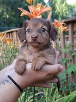 Kendall , a female Miniature Dachshund for sale in Doswell, VA – 4 of 8