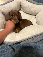 Snickers, a female Miniature Dachshund for sale in Doswell, VA – 6 of 6