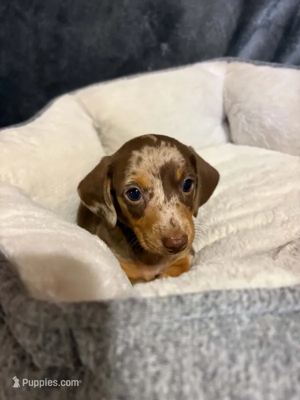 Coco – Miniature Dachshund puppy on hold in Doswell, VA