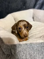 Coco, a female Miniature Dachshund for sale in Doswell, VA – 1 of 7