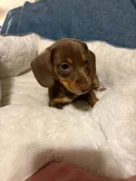 Snickers, a female Miniature Dachshund for sale in Doswell, VA – 3 of 6