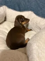 Rolo, a female Miniature Dachshund for sale in Doswell, VA – 1 of 3