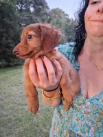 Kendall , a female Miniature Dachshund for sale in Doswell, VA – 5 of 8