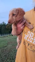 Marshall - cream longhair boy, a male Miniature Dachshund for sale in Doswell, VA – 2 of 8