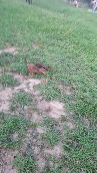 Snickerdoodle, a female Miniature Dachshund for sale in Doswell, VA – 6 of 6