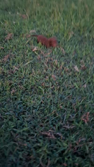 Kitkat - chocolate longhair boy, a male Miniature Dachshund for sale in Doswell, VA – 5 of 6