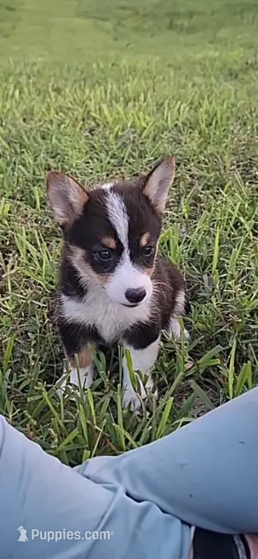 Zack – Pembroke Welsh Corgi puppy for sale in Doswell, VA