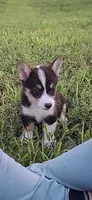 Zack, a male Pembroke Welsh Corgi for sale in Doswell, VA – 1 of 5