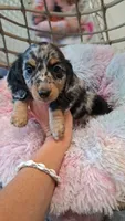 Maxwell, a male Miniature Dachshund for sale in Doswell, VA – 3 of 8