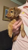 Kendall , a female Miniature Dachshund for sale in Doswell, VA – 2 of 8