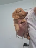 Tiki, a female Miniature Dachshund for sale in Doswell, VA – 2 of 3
