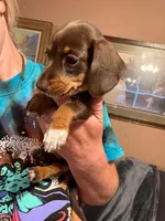 Mocha, a female Miniature Dachshund for sale in Doswell, VA – 2 of 4