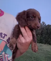 Kitkat, a male Miniature Dachshund for sale in Doswell, VA – 2 of 3