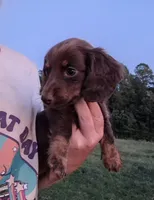 Kitkat, a male Miniature Dachshund for sale in Doswell, VA – 3 of 3