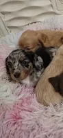 Maxwell, a male Miniature Dachshund for sale in Doswell, VA – 2 of 8