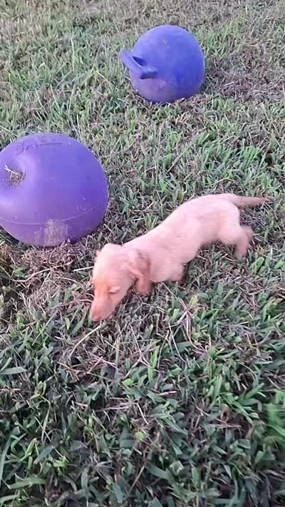 Tiki - cream longhair girl, a female Miniature Dachshund for sale in Doswell, VA – 9 of 10