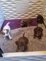 Coco, a female Miniature Dachshund for sale in Doswell, VA – 2 of 3