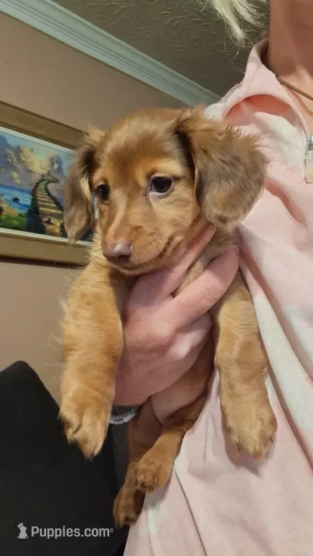 Kendall  – Miniature Dachshund puppy for sale in Doswell, VA