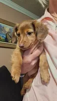 Kendall , a female Miniature Dachshund for sale in Doswell, VA – 1 of 8