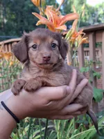 Kendall , a female Miniature Dachshund for sale in Doswell, VA – 6 of 8