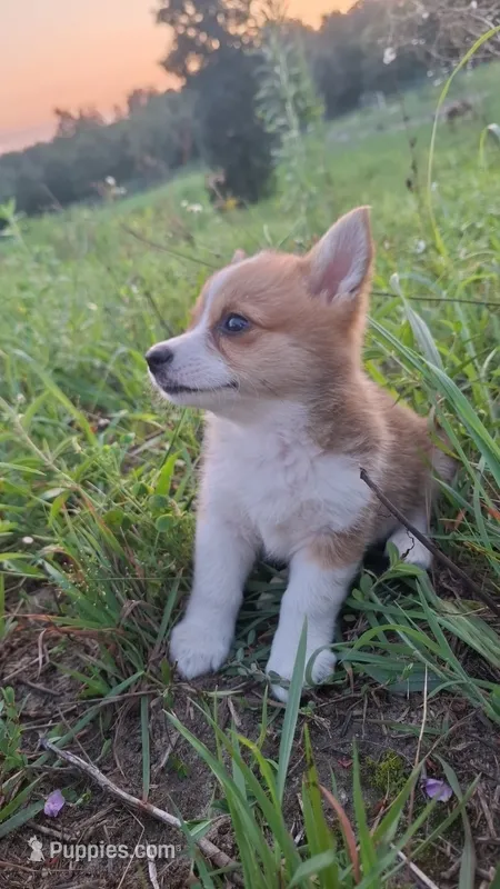 Chanel – Pembroke Welsh Corgi puppy for sale in Doswell, VA