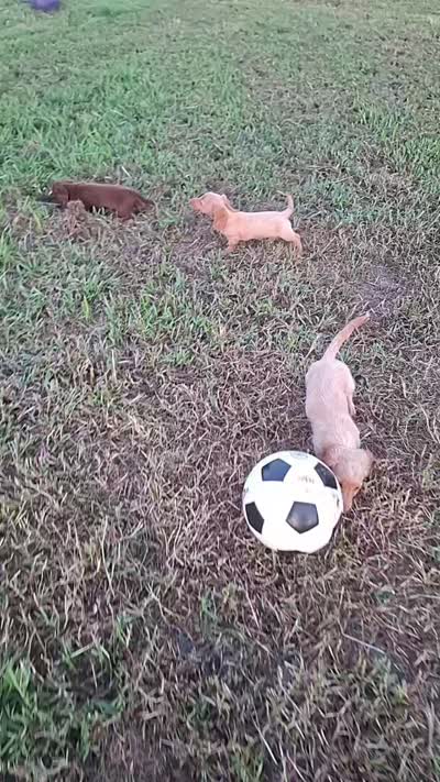 Marshall - cream longhair boy, a male Miniature Dachshund for sale in Doswell, VA – 5 of 8