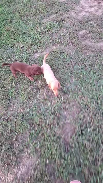 Tiki - cream longhair girl, a female Miniature Dachshund for sale in Doswell, VA – 10 of 10