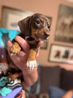 Mocha, a female Miniature Dachshund for sale in Doswell, VA – 1 of 4