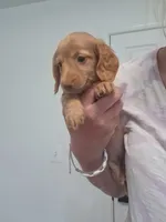 Tiki, a female Miniature Dachshund for sale in Doswell, VA – 3 of 3