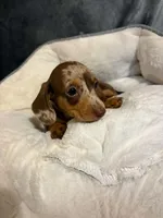 Coco, a female Miniature Dachshund for sale in Doswell, VA – 6 of 7